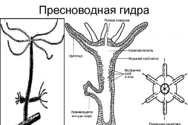 Gidra магазин